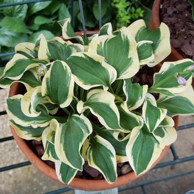 Hosta 'Mini Skirt'